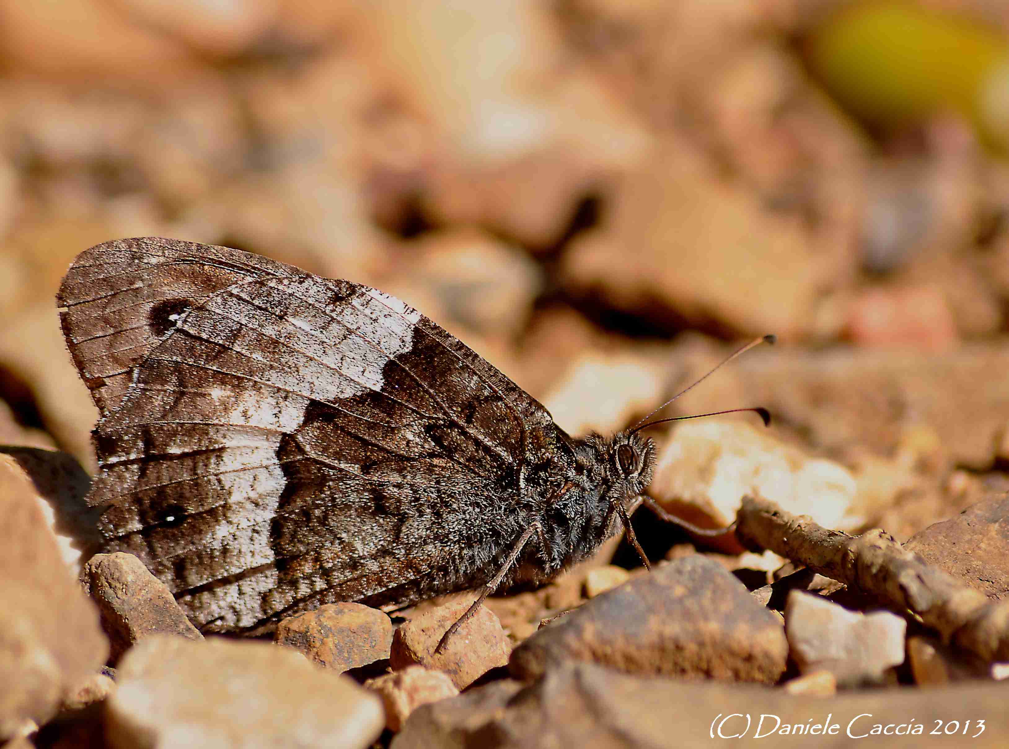 Identific.lepidottero n3